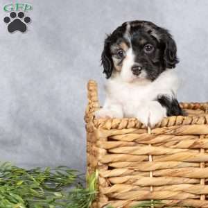 Bella, Cavapoo Puppy